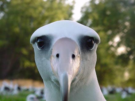 Don't Kill an Albatross
