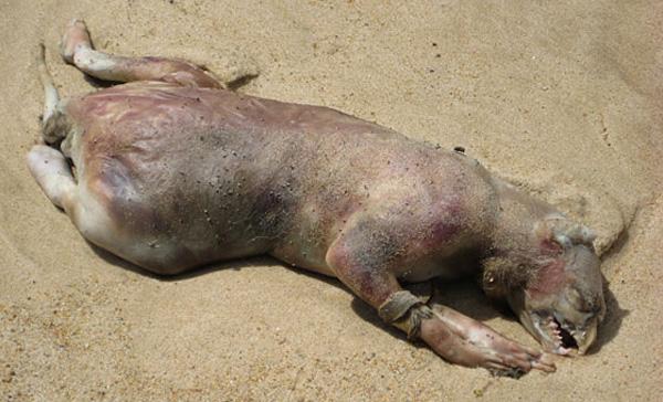 Montauk Monster